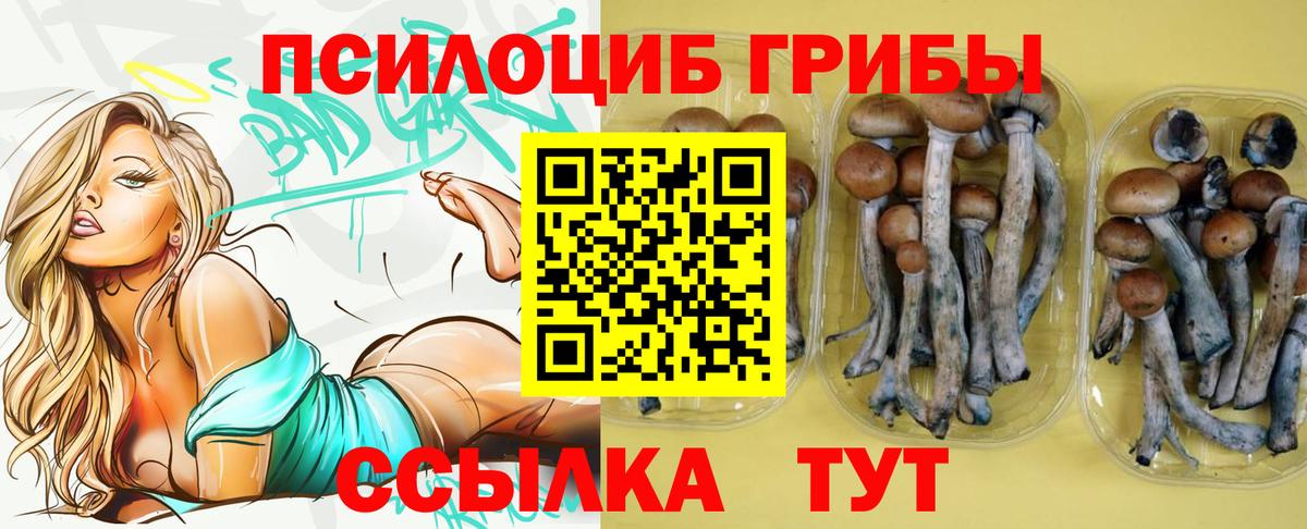Черногорск  где найти   Вход с VPN  Псилоцибиновые грибы ЛСД  Псилоцибиновые грибы ЛСД 